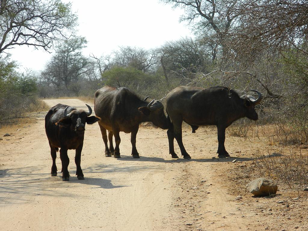 Suedafrika (136)